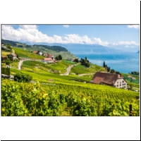 Lavaux-018.jpg