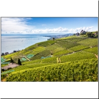 Lavaux-057.jpg