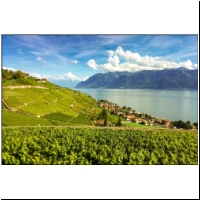 Lavaux-064.jpg