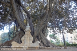 Viennaslide-05450109 Valencia, Mammutbaum, Ficus Marophylla // Valencia, Giant Tree, Ficus Marophylla