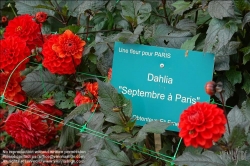 Viennaslide-05337974 Vincennes bei Paris, Parc Floral, Dahliengarten // Vincennes near Paris, Parc Floral, Dahlia Garden