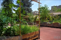Viennaslide-06641032 Florenz, Urban Gardening Orti Dipinti - Florence, Community Garden Orti Dipinti