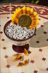 Viennaslide-72000237 Sonnenblumenkerne - Sunflower Seed