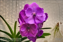 Viennaslide-87000046f Orchidee