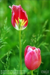 Viennaslide-87111159 Tulpe - Tulip