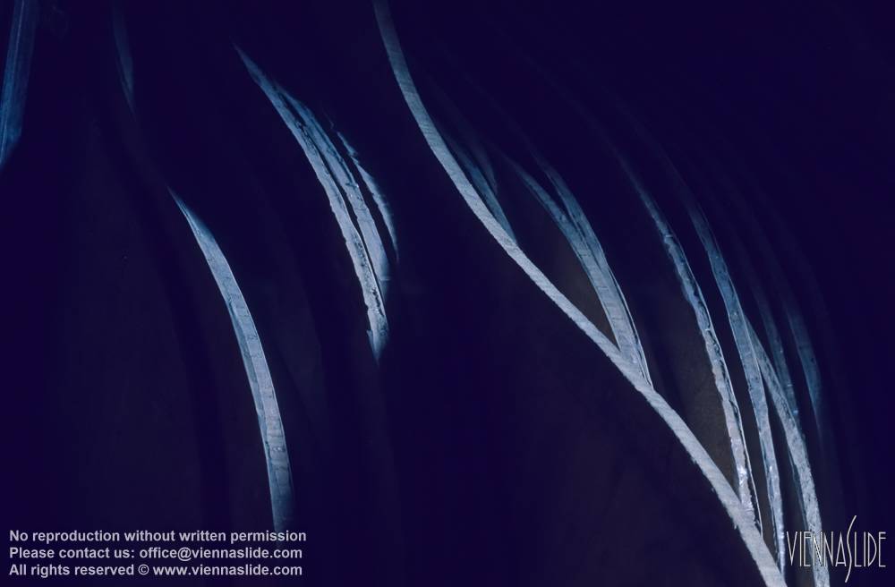 Viennaslide 00301244 jpg