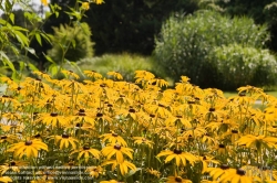 Viennaslide-00030168 Wien, Botanischer Garten - Vienna, Botanical Garden