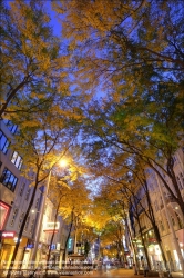 Viennaslide-00061212f Wien, Mariahilferstraße im Herbst, Allee, Säulengleditdschie // Vienna, Mariahilfer Strasse in Autumn, Gleditsia triacanthos 'Skyline' 