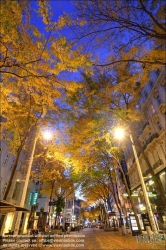 Viennaslide-00061213f Wien, Mariahilferstraße im Herbst, Allee, Säulengleditdschie // Vienna, Mariahilfer Strasse in Autumn, Gleditsia triacanthos 'Skyline' 