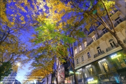 Viennaslide-00061214f Wien, Mariahilferstraße im Herbst, Allee, Säulengleditdschie // Vienna, Mariahilfer Strasse in Autumn, Gleditsia triacanthos 'Skyline' 