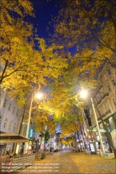 Viennaslide-00061218f Wien, Mariahilferstraße im Herbst, Allee, Säulengleditdschie // Vienna, Mariahilfer Strasse in Autumn, Gleditsia triacanthos 'Skyline' 