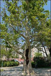 Viennaslide-00150197 Wien, Stadtbaum im Sechshauspark // Vienna, Old Tree