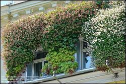 Viennaslide-00200120 Wien, Hannovergasse 5, Fassadenbegrünung // Vienna, Facade Greening