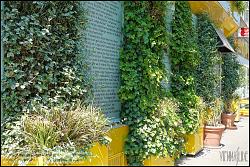 Viennaslide-00200122 Wien, Hannovergasse 5, Fassadenbegrünung // Vienna, Facade Greening