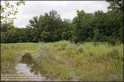 Viennaslide-00317181 Wien, Lobau, Donauauen - Vienna, Alluvial Forest at the Danube River