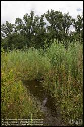 Viennaslide-00317183 Wien, Lobau, Donauauen - Vienna, Alluvial Forest at the Danube River