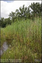 Viennaslide-00317184 Wien, Lobau, Donauauen - Vienna, Alluvial Forest at the Danube River