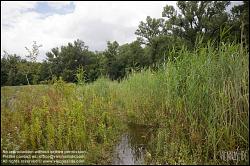 Viennaslide-00317185 Wien, Lobau, Donauauen - Vienna, Alluvial Forest at the Danube River