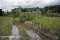 Viennaslide-00317186 Wien, Lobau, Donauauen - Vienna, Alluvial Forest at the Danube River