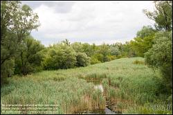 Viennaslide-00317195 Wien, Lobau, Donauauen - Vienna, Alluvial Forest at the Danube River