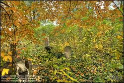 Viennaslide-00371318h Wien, Jüdischer Friedhof Währing - Vienna, Jewish Cemetery Waehring