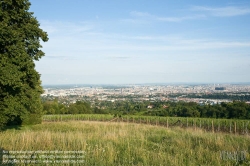 Viennaslide-00900142 Wien, Weinberge in Döbling - Vienna, Wineyards over the City