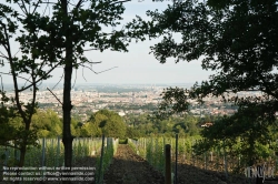 Viennaslide-00900143 Wien, Weinberge in Döbling - Vienna, Wineyards over the City