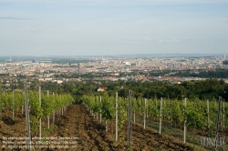 Viennaslide-00900149 Wien, Weinberge in Döbling - Vienna, Wineyards over the City