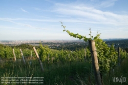 Viennaslide-00900152 Wien, Weinberge in Döbling - Vienna, Wineyards over the City