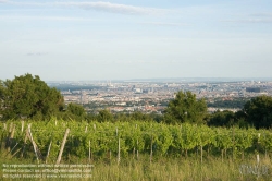 Viennaslide-00900153 Wien, Weinberge in Döbling - Vienna, Wineyards over the City