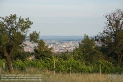 Viennaslide-00900155 Wien, Weinberge in Döbling - Vienna, Wineyards over the City