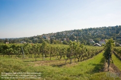 Viennaslide-00900157 Wien, Weinberge bei Neustift/Walde - Vienna, Grapes near Neustift/Walde