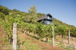 Viennaslide-00900158 Wien, Weinberge bei Neustift/Walde - Vienna, Grapes near Neustift/Walde