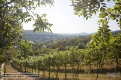 Viennaslide-00900159 Wien, Weinberge bei Neustift/Walde - Vienna, Grapes near Neustift/Walde