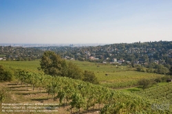 Viennaslide-00900160 Wien, Weinberge bei Neustift/Walde - Vienna, Grapes near Neustift/Walde