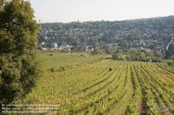 Viennaslide-00900161 Wien, Weinberge bei Neustift/Walde - Vienna, Grapes near Neustift/Walde