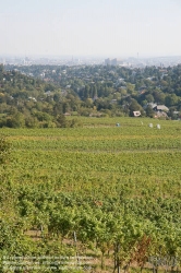 Viennaslide-00900162 Wien, Weinberge bei Neustift/Walde - Vienna, Grapes near Neustift/Walde