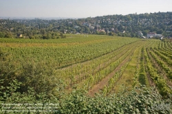 Viennaslide-00900163 Wien, Weinberge bei Neustift/Walde - Vienna, Grapes near Neustift/Walde