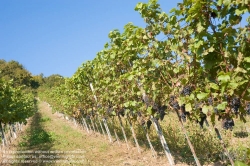 Viennaslide-00900165 Wien, Weinberge bei Neustift/Walde - Vienna, Grapes near Neustift/Walde