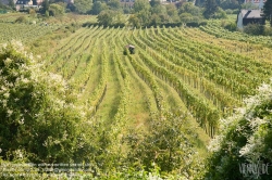 Viennaslide-00900166 Wien, Weinberge bei Neustift/Walde - Vienna, Grapes near Neustift/Walde