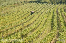 Viennaslide-00900167 Wien, Weinberge bei Neustift/Walde - Vienna, Grapes near Neustift/Walde