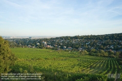 Viennaslide-00900168 Wien, Weinberge bei Neustift/Walde - Vienna, Grapes near Neustift/Walde