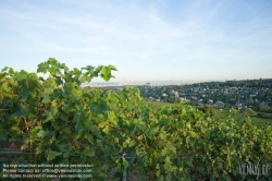 Viennaslide-00900169 Wien, Weinberge bei Neustift/Walde - Vienna, Grapes near Neustift/Walde