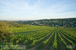 Viennaslide-00900170 Wien, Weinberge bei Neustift/Walde - Vienna, Grapes near Neustift/Walde