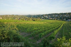 Viennaslide-00900172 Wien, Weinberge bei Neustift/Walde - Vienna, Grapes near Neustift/Walde