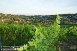 Viennaslide-00900173 Wien, Weinberge bei Neustift/Walde - Vienna, Grapes near Neustift/Walde