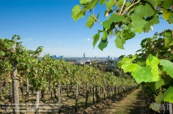 Viennaslide-00900175 Wien, Weingärten bei Nußdorf - Vienna, Wineyard near Grinzing (Nussdorf)