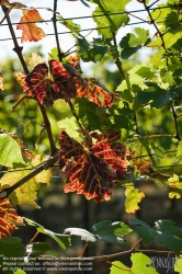 Viennaslide-00900176 Wien, Weingärten bei Nußdorf - Vienna, Wineyard near Grinzing (Nussdorf)