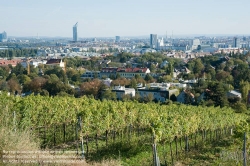 Viennaslide-00900177 Wien, Weingärten bei Nußdorf - Vienna, Wineyard near Grinzing (Nussdorf)