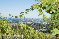 Viennaslide-00900178 Wien, Weingärten bei Nußdorf - Vienna, Wineyard near Grinzing (Nussdorf)